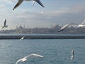 Seagulls flight maneuvers over the sea of Ã¢â¬â¹Ã¢â¬â¹bosphorus of istanbul Royalty Free Stock Photo